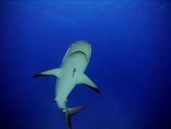 At a shatk feeding, this is a Reef Shark in the Bahamas.  by Daniel Bark 
